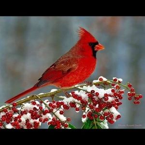 Meet your Posher, Denise